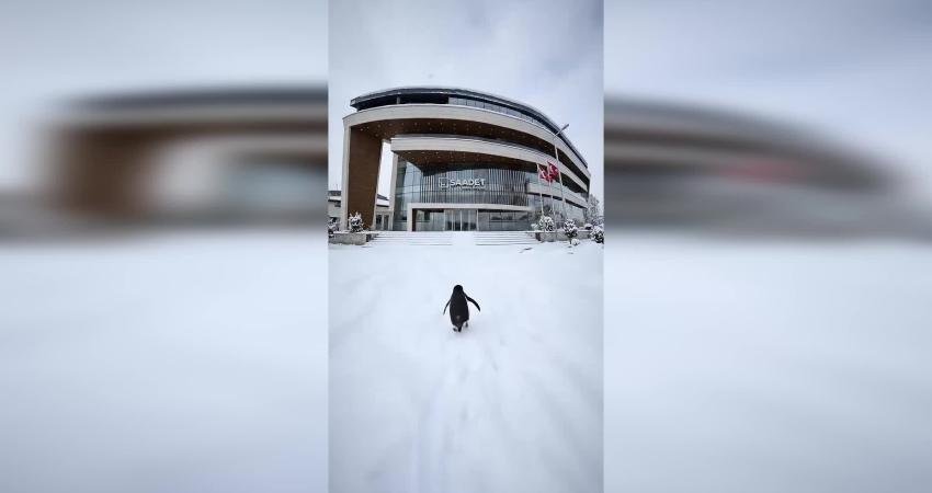 Saadet Partisi Genel Başkanı Mahmut Arıkan: Böyle gelmiş böyle gitmeyecek! Saadet Partisi, penguenli bir video paylaşarak “'Böyle gelmiş ama böyle