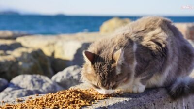 Tuzla Belediyesi, İstanbul’da etkili olan şiddetli lodos ve sağanak yağışın