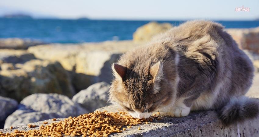 Tuzla Belediyesi, İstanbul’da etkili olan şiddetli lodos ve sağanak yağışın