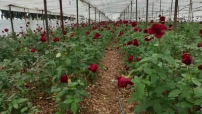 14 Şubat Sevgililer Günü’nün simgesi kırmızı gül, artan maliyetler ve