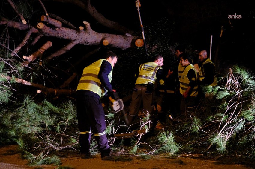 Bodrum Belediyesi Park ve Bahçeler Müdürlüğü ekipleri, dün sabah saatlerinde