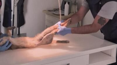 Aydın'da yaralı halde bulunan nesli tükenme tehlikesi altındaki "saz kedisi",