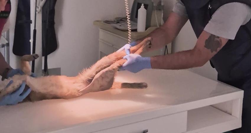 Ağır yaralı bulunan nesli tükenme tehlikesi altındaki “saz kedisi”, İzmir’de sağlığına kavuştu Aydın'da yaralı halde bulunan nesli tükenme tehlikesi altındaki "saz kedisi",