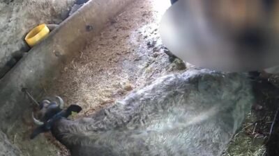 Aydın Veteriner Hekimler Odası Başkanı Hakan Kaya, Karpuzlu ilçesinde veteriner olmayan