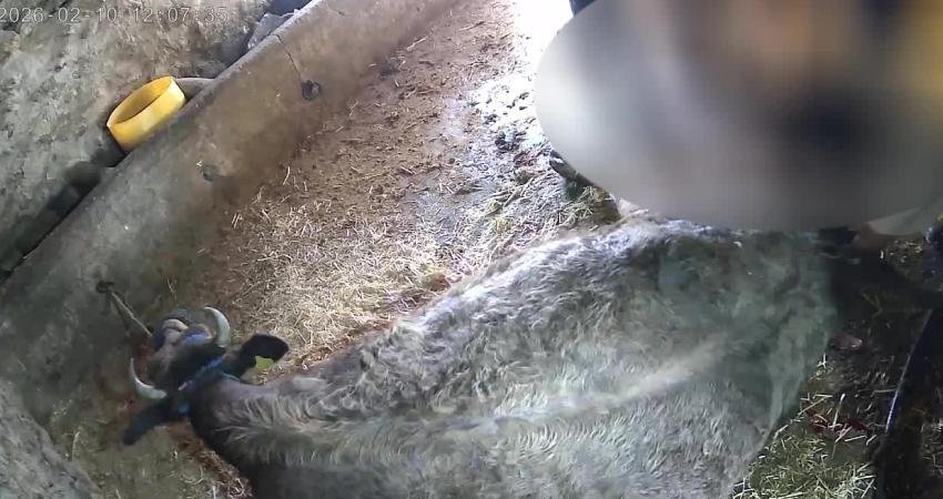 Aydın Veteriner Hekimler Odası Başkanı Hakan Kaya, Karpuzlu ilçesinde veteriner olmayan