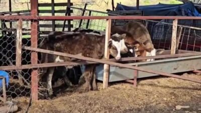 Aydın Nazilli Dualar Köyü’nde hayvancılıkla uğraşan İbrahim Akkaya, pazarın yaklaşık