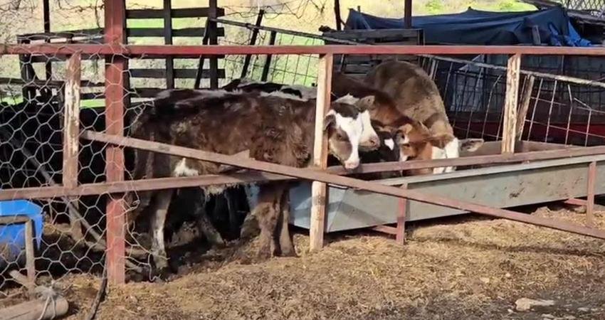 Aydın Nazilli Dualar Köyü’nde hayvancılıkla uğraşan İbrahim Akkaya, pazarın yaklaşık