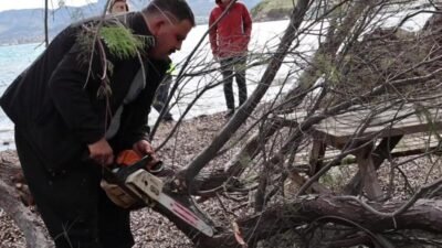 Bodrum Belediyesi ekipleri, kentte etkili olan fırtına nedeniyle devrilen ılgın