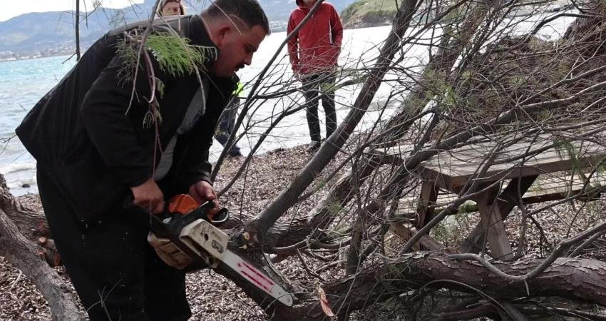 Bodrum Belediyesi, fırtınada devrilen ağaçları yeniden toprakla buluşturuyor Bodrum Belediyesi ekipleri, kentte etkili olan fırtına nedeniyle devrilen ılgın