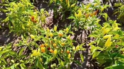 Bozok Üniversitesi Öğretim Üyesi Prof. Dr. Temel: “Acı biberli yemek yiyin, mutluluk hormonlarınız artsın” Yozgat Bozok Üniversitesi Tıp Fakültesi Tıbbi Farmakoloji Anabilim Dalı Başkanı