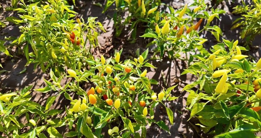 Bozok Üniversitesi Öğretim Üyesi Prof. Dr. Temel: “Acı biberli yemek yiyin, mutluluk hormonlarınız artsın” Yozgat Bozok Üniversitesi Tıp Fakültesi Tıbbi Farmakoloji Anabilim Dalı Başkanı