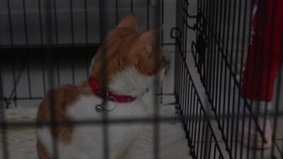 Bursa Büyükşehir Belediyesi, 17 Şubat Dünya Kediler Günü dolayısıyla düzenlediği