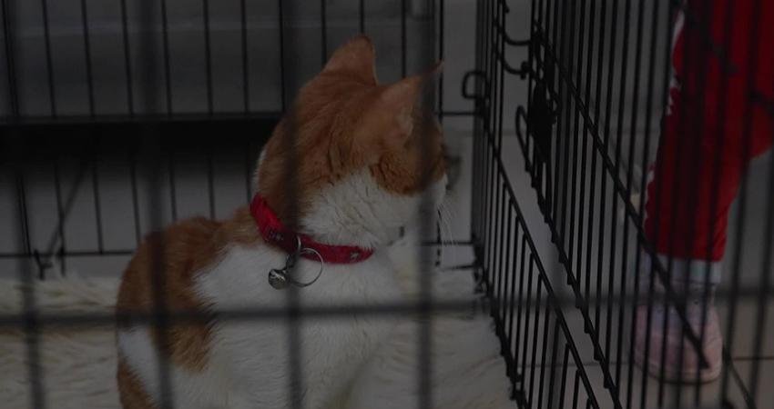 Bursa Büyükşehir Belediyesi, 17 Şubat Dünya Kediler Günü dolayısıyla düzenlediği