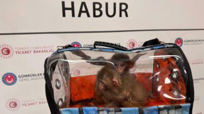 Ticaret Bakanlığı 2025’te 85 bin kaçak hayvan ele geçirdi Ticaret Bakanlığı Gümrükler Muhafaza Genel Müdürlüğü ekiplerince, geçen yıl gerçekleştirilen