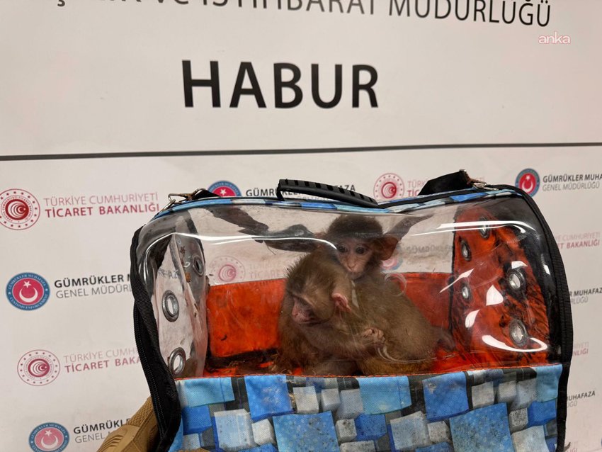 Ticaret Bakanlığı 2025’te 85 bin kaçak hayvan ele geçirdi Ticaret Bakanlığı Gümrükler Muhafaza Genel Müdürlüğü ekiplerince, geçen yıl gerçekleştirilen