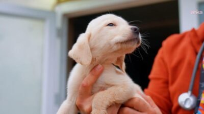 Didim Belediyesi Sokak Hayvanları Tedavi ve Geçici Bakım Merkezi, ilçedeki