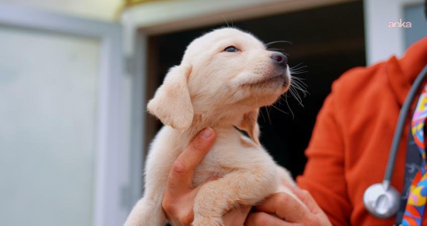 Didim Belediyesi Sokak Hayvanları Tedavi ve Geçici Bakım Merkezi, ilçedeki