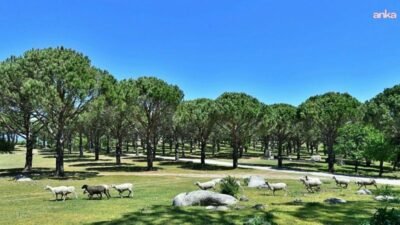 İzmir Büyükşehir Belediyesi, Bergama'da Berko Madencilik Orman Ürün. İnş. San.
