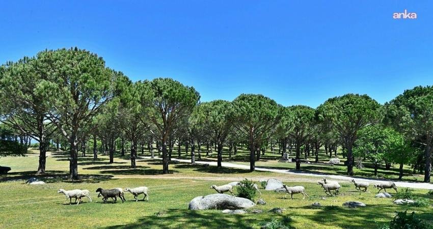 İzmir büyükşehir Belediyesi, UNESCO adayı fıstık çamı deposuna ‘granit ocağı’ projesini yargıya taşıdı İzmir Büyükşehir Belediyesi, Bergama'da Berko Madencilik Orman Ürün. İnş. San.