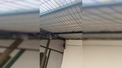 Doğa Koruma ve Milli Parklar Genel Müdürlüğü, Libya’dan İstanbul Havalimanı’na