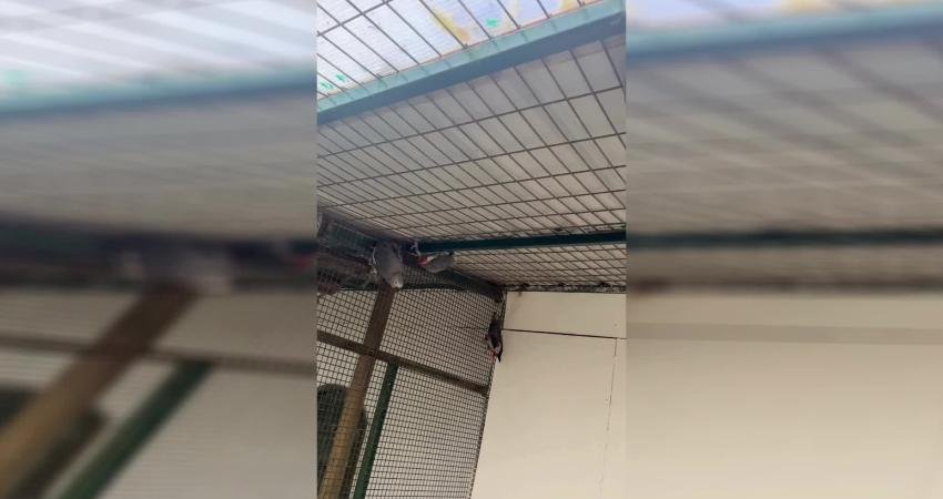 Libya’dan İstanbul Havalimanı’na gelen 2 yolcunun bavullarında 20 adet Afrika Gri Papağanı ele geçirildi Doğa Koruma ve Milli Parklar Genel Müdürlüğü, Libya’dan İstanbul Havalimanı’na