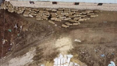 Malatya'da koyun yetiştiricisi Mehmet Şahin, "Bu sene kuzularımız güzel. Yağmur