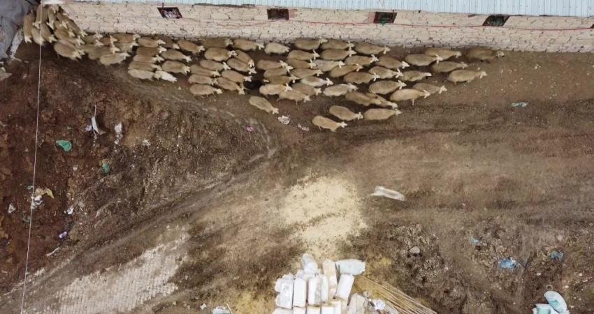 Malatya'da koyun yetiştiricisi Mehmet Şahin, "Bu sene kuzularımız güzel. Yağmur