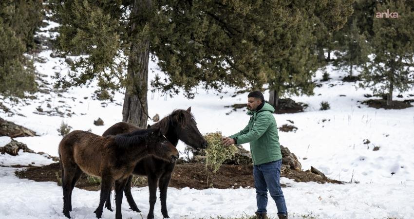 Mersin Büyükşehir Belediyesi, Toros Dağları’ndaki yılkı atlarını besledi Mersin Büyükşehir Belediyesi Veteriner İşleri Dairesi Başkanlığı ekipleri, kış şartlarının