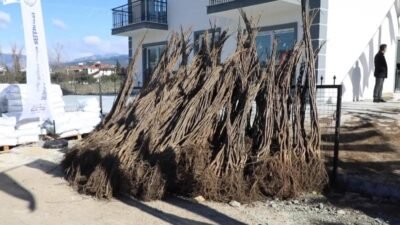 Muğla Büyükşehir Belediyesi, tarım ve hayvancılığa yönelik destekler kapsamında Seydikemer’de