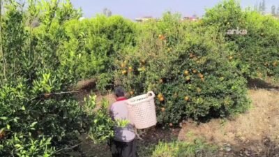 Adana'nın Kozan ilçesinde narenciye alıcısı, üreticinin maliyetler nedeniyle ağaçlarına gübre