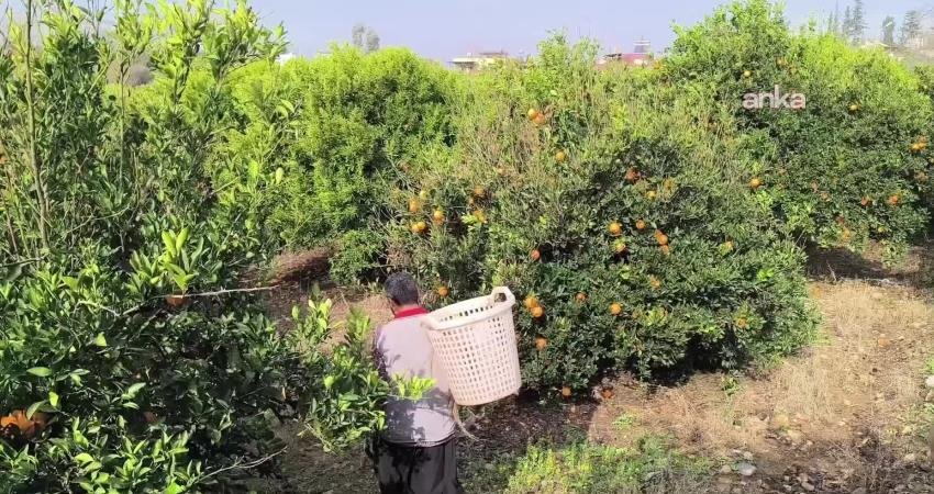 Adana'nın Kozan ilçesinde narenciye alıcısı, üreticinin maliyetler nedeniyle ağaçlarına gübre