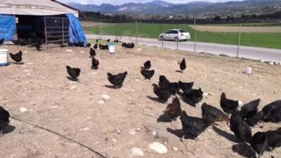 Osmaniyeli besici “Maliyetlerden dolayı küçükbaş hayvancılığı bıraktık tavukçuluğa başladık bu da olmazsa civcivlere döneceğiz” Osmaniye’nin Kadirli ilçesinde küçükbaş hayvancılıkla uğraşan Atilla ve Aliyar Tuncel,