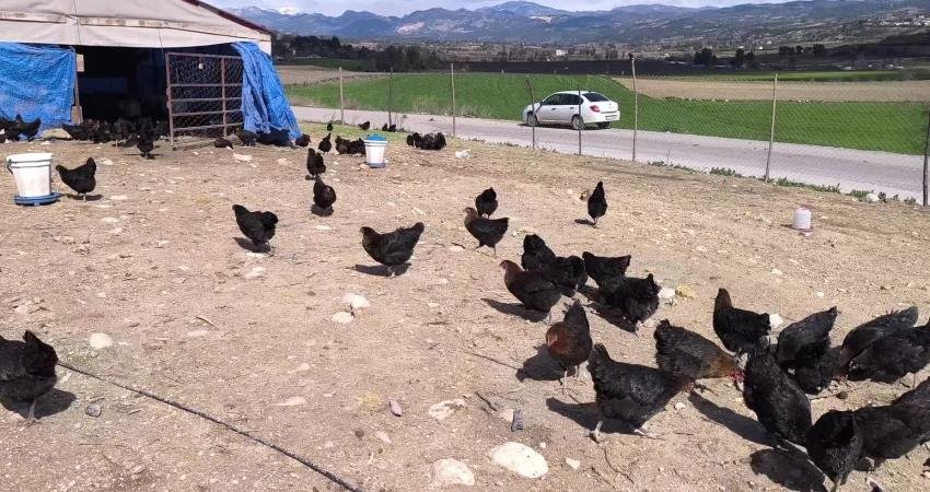 Osmaniyeli besici “Maliyetlerden dolayı küçükbaş hayvancılığı bıraktık tavukçuluğa başladık bu da olmazsa civcivlere döneceğiz” Osmaniye’nin Kadirli ilçesinde küçükbaş hayvancılıkla uğraşan Atilla ve Aliyar Tuncel,