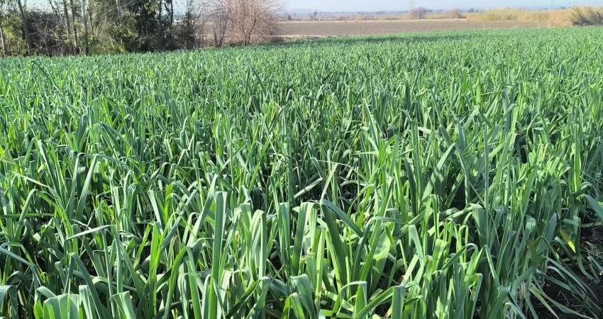 Osmaniye'nin Kadirli ilçesinde pırasa üreticileri fiyatlardan dert yandı. Ürettikleri pırasayı