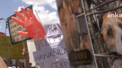 Ankara’da sahiplendiği köpeklere, cinsel istismarda bulunup öldürdüğü için yerel mahkemede