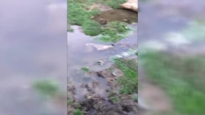 Sinop’un Akliman mevkisinde bataklık alana saplanan inek, Sinop Belediyesi itfaiye