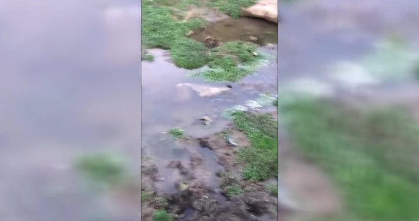 Sinop’un Akliman mevkisinde bataklık alana saplanan inek, Sinop Belediyesi itfaiye