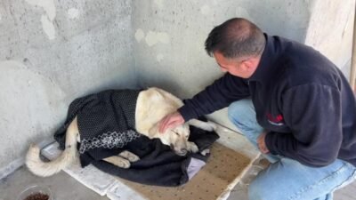 Tunceli’de evden kaçtıktan sonra barınağa alınan çipli köpek enfeksiyon kaptı, sahibi suç duyurusunda bulunacak Tunceli’de yaşayan Zülfü Yümin, sokakta bulup sahiplendiği ve çip taktırdığı