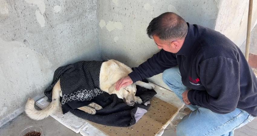 Tunceli’de evden kaçtıktan sonra barınağa alınan çipli köpek enfeksiyon kaptı, sahibi suç duyurusunda bulunacak Tunceli’de yaşayan Zülfü Yümin, sokakta bulup sahiplendiği ve çip taktırdığı