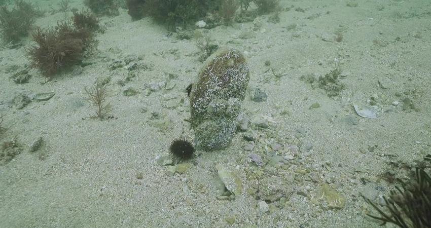 Tuzla’da pina ve deniz çayırları görüldü Olumsuz çevresel etkiler nedeniyle Akdeniz çanağının genelinde çok az kalan