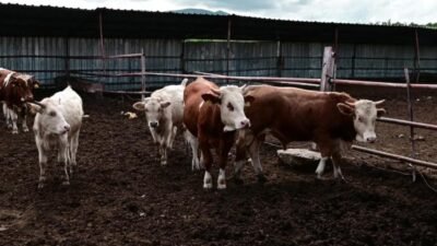 Türkiye’nin önemli tarım ve hayvancılık bölgelerinden Yozgat’ta çiftçi, artan maliyetlere