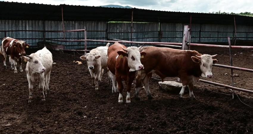 Yozgatlı çiftçiler: “Hayvancılık bitti, çünkü genç nesil kalmadı” Türkiye’nin önemli tarım ve hayvancılık bölgelerinden Yozgat’ta çiftçi, artan maliyetlere