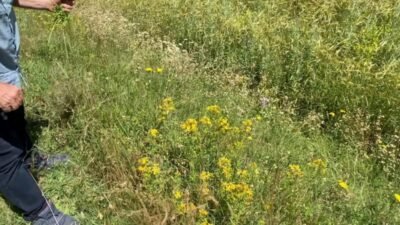 Bozok Üniversitesi’nde görev yapan 43 akademisyen, doğada kendiliğinden yetişen, binlerce