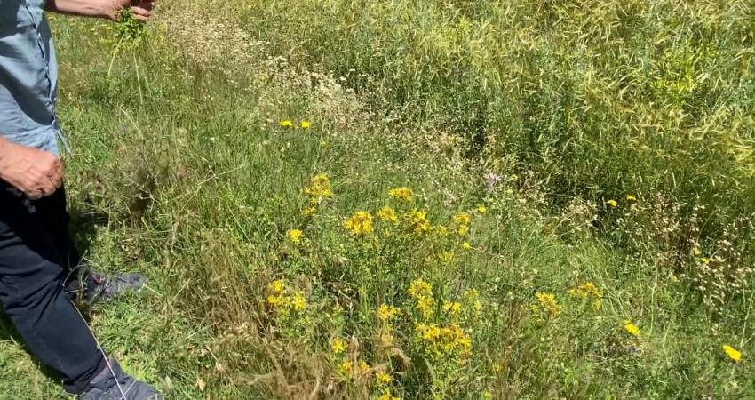 Yozgat’ta 43 akademisyen sağlık açısından sarı kantaron bitkisini inceledi Bozok Üniversitesi’nde görev yapan 43 akademisyen, doğada kendiliğinden yetişen, binlerce