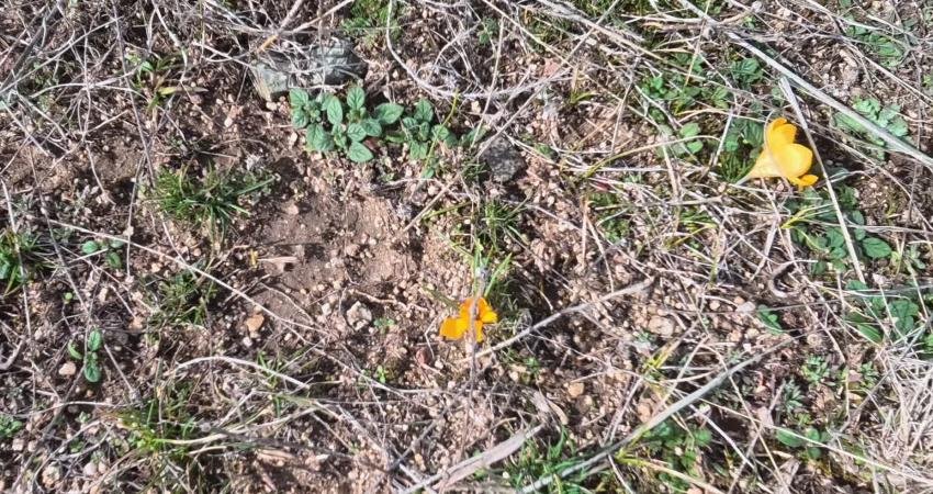Yozgat’ta hava sıcaklıklarının mevsim normallerinin üzerine çıkmasıyla birlikte baharın müjdecisi