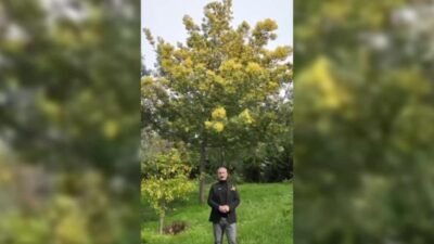 Adalar Belediyesi ile sivil toplum örgütleri tarafından düzenlenen Adalar Mimoza