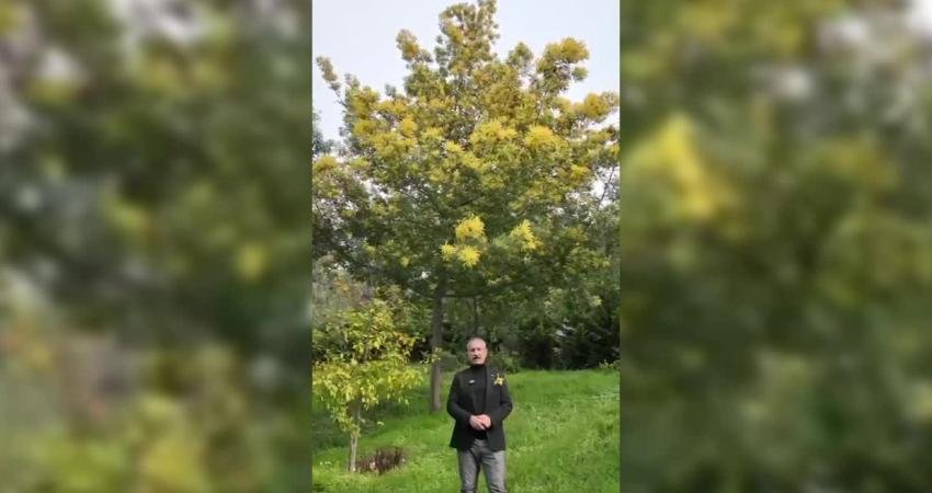 Adalar Belediyesi ile sivil toplum örgütleri tarafından düzenlenen Adalar Mimoza