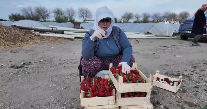 Aydın’da çilek üreticisi ve işçisi ortak dertte: “Üreten de kazanamıyor, emekçi de” Aydın’da Atça, Sultanhisar, Köşk ve İncirliova bölgelerinde 15 bin dekar
