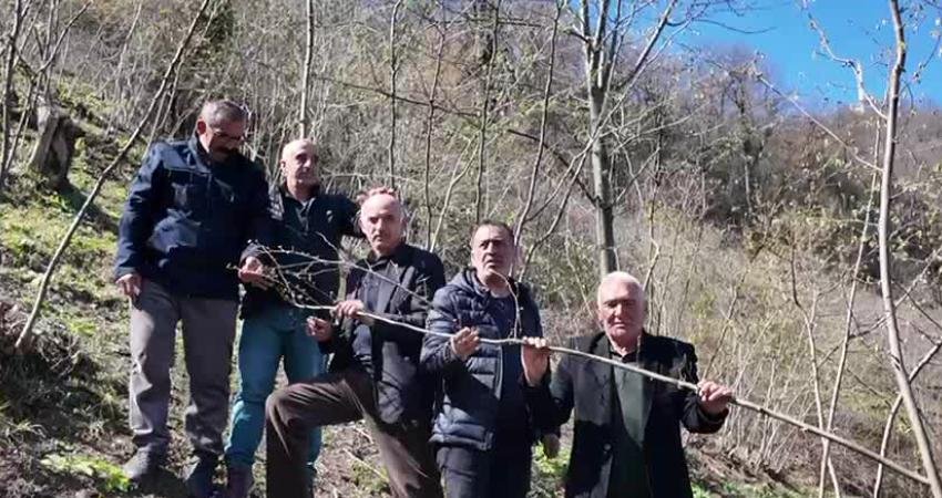 Samsun Ayvacık Ziraat Odası, İhracatçılar Birliği’nin 829 bin tonluk fındık