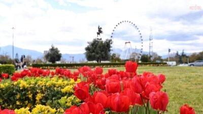 Antalya Büyükşehir Belediyesi, kendi üretimi olan lale ve mevsimlik çiçeklerle